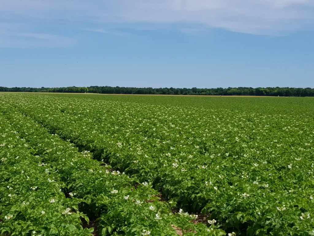 Champ de pommes de terre en fleurs