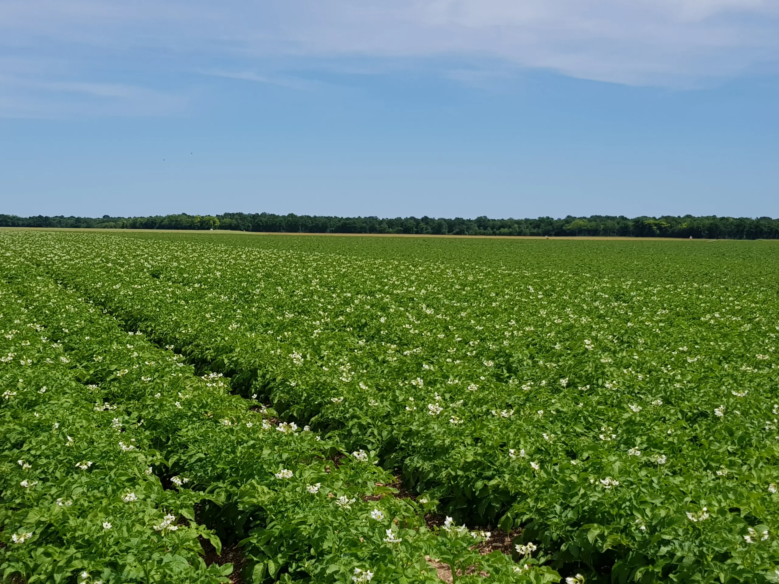Champ de pommes de terre en fleurs dans le G&acirc;tinais