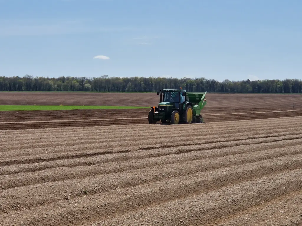 Plantation des pommes de terre
