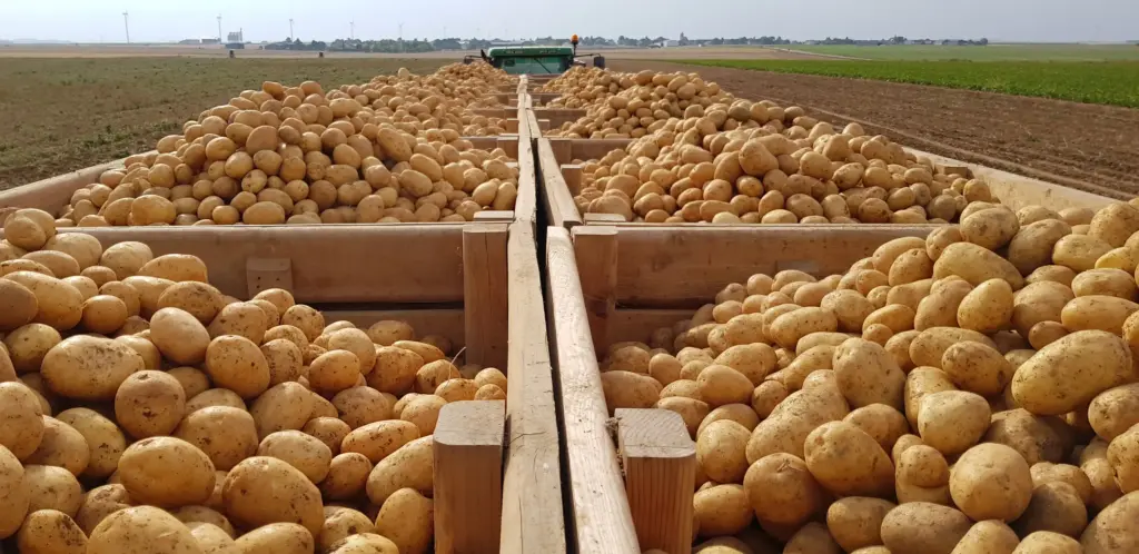 Pommes de terre du Gatinais